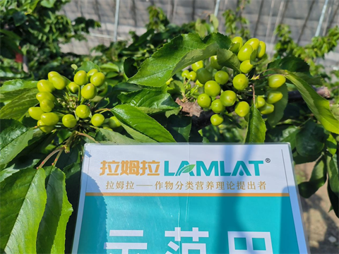 進(jìn)口水溶肥,櫻桃施肥,拉姆拉水溶肥 進(jìn)口水溶肥,櫻桃施肥,拉姆拉水溶肥