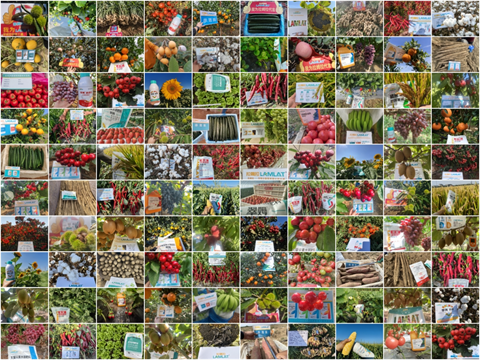 水溶肥廠家,農(nóng)業(yè)內(nèi)卷,拉姆拉滴灌級特種肥 水溶肥廠家,農(nóng)業(yè)內(nèi)卷,拉姆拉滴灌級特種肥