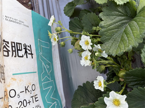 進口水溶肥,草莓種植,拉姆拉滴灌級特種肥 進口水溶肥,草莓種植,拉姆拉滴灌級特種肥
