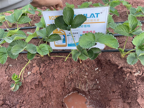 進口水溶肥,草莓種植,拉姆拉滴灌級特種肥 進口水溶肥,草莓種植,拉姆拉滴灌級特種肥