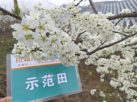 進口水溶肥,李子種植,翠姆水溶肥 進口水溶肥,李子種植,翠姆水溶肥