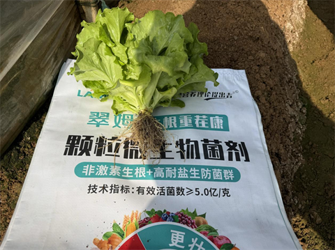 水溶肥廠家,葉菜種植,翠姆水溶肥 水溶肥廠家,葉菜種植,翠姆水溶肥