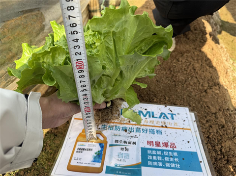 水溶肥廠家,葉菜種植,翠姆水溶肥 水溶肥廠家,葉菜種植,翠姆水溶肥