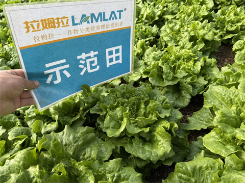 水溶肥廠家,葉菜種植,翠姆水溶肥 水溶肥廠家,葉菜種植,翠姆水溶肥