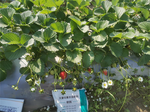 水溶肥品牌,草莓種植,拉姆拉滴灌級特種肥 水溶肥品牌,草莓種植,拉姆拉滴灌級特種肥