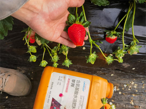 水溶肥品牌,草莓種植,拉姆拉滴灌級特種肥 水溶肥品牌,草莓種植,拉姆拉滴灌級特種肥