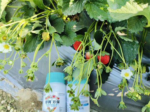 水溶肥品牌,草莓種植,拉姆拉滴灌級特種肥 水溶肥品牌,草莓種植,拉姆拉滴灌級特種肥