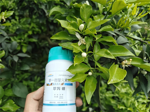 水溶肥品牌,柑橘種植,拉姆拉滴灌級(jí)特種肥 水溶肥品牌,柑橘種植,拉姆拉滴灌級(jí)特種肥