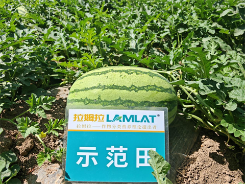 水溶肥,西瓜種植,拉姆拉滴灌級特種肥