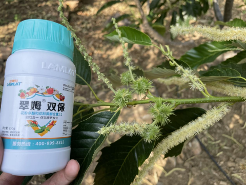 水溶肥品牌,板栗種植,拉姆拉滴灌級特種肥