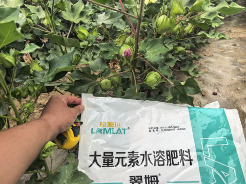 水溶肥廠家,棉花種植,拉姆拉滴灌級特種肥