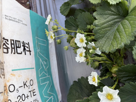 水溶肥品牌,草莓種植,拉姆拉滴灌級特種肥