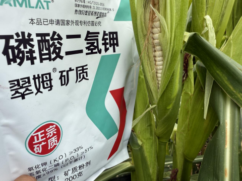 拇指玉米種植,翠姆磷酸二氫鉀,拉姆拉滴灌級特種肥